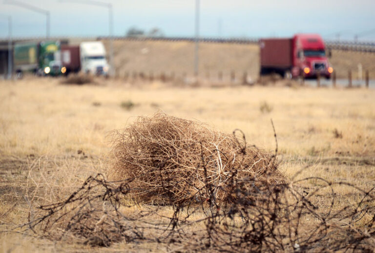 Tumbleweed rolls across a dried out landscape in central California's Kern County as trucks head south toward the Grapevine to begin the climb over the Tejon Pass leading into Southern California, on February 3, 2014. The United States government announced on February 5 a new system of regional hubs to tackle the effects of climate change as the country's southwest battles a historic drought. In January, California declared a state of emergency due to what could be the worst drought in a century for the state, and which has prompted fears of lost harvests and devastating forest fires. (FREDERIC J. BROWN/AFP via Getty Images)