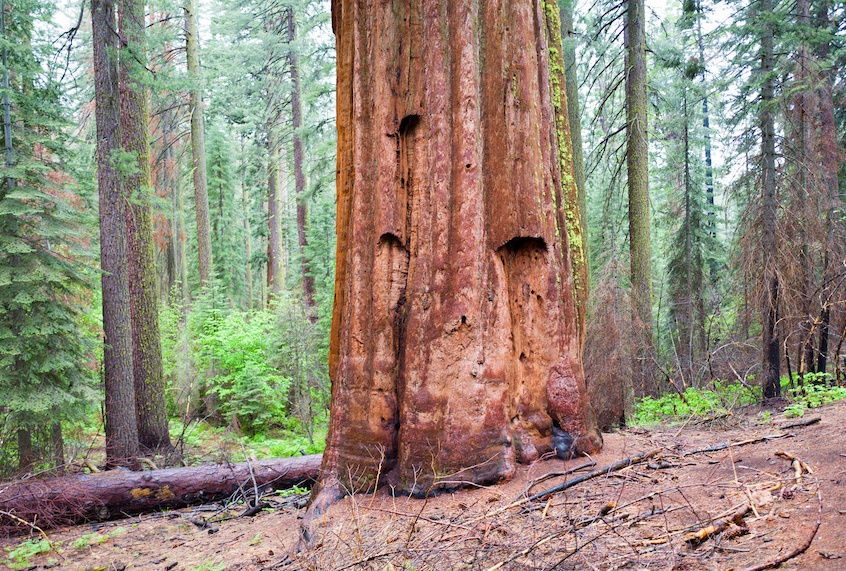 Giant sequoia redwood tree in Tuolumne Grove of Yosemite National Park, Yosemite Valley, California, 2016. (Smith Collection/Gado/Getty Images)