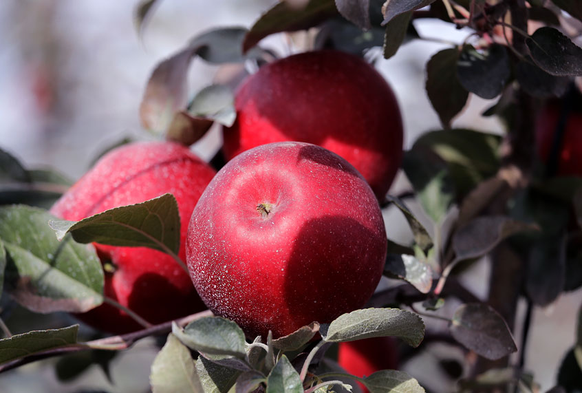 Cosmic Crisp apples, a new variety and the first-ever bred in Washington state, sit on the tree ready to be picked at an orchard in Wapato, Wash. The Cosmic Crisp, available beginning Dec. 1, is expected to be a game changer in the apple industry. Already, growers have planted 12 million Cosmic Crisp apple trees, a sign of confidence in the new variety. (AP Photo/Elaine Thompson)