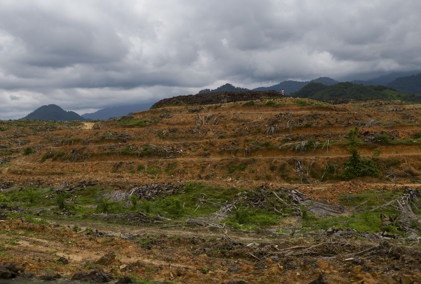 This photo taken on August 6, 2017 shows cleared forest land, previously covered with illegally-planted oil palm trees and removed by workers from the Leuser Conservation Forum or Forum Konservasi Leuser (FKL), ahead of replanting of endemic vegetation in the Aceh Tamiang area of Aceh province. (Chaideer Mahyuddin/AFP via Getty Images)