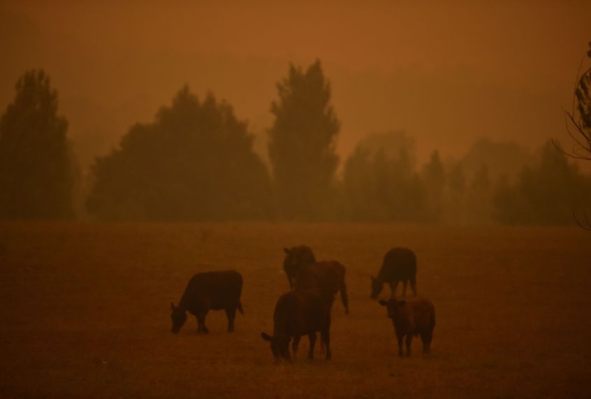 Cattle graze as the sky turns orange from bushfires in Towamba, 20km from Eden in southern New South Wales on January 10, 2020. (Peter Parks/AFP via Getty Images)