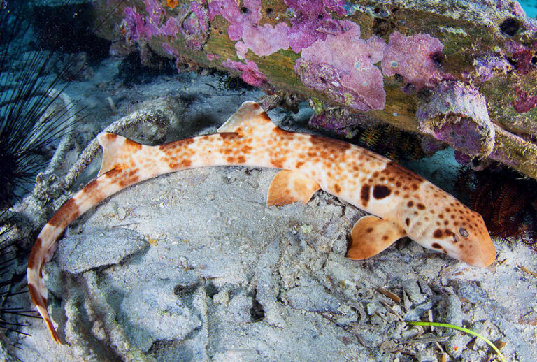 A walking Epaulette Shark (Hemiscyllium freycineti) crawls across the seafloor in Raja Ampat, Indonesia. While this shark isn't the newly discovered species, it is one of the nine separate but closely related species of shark that can all walk. (Getty Images/Ethan Daniels/Stocktrek Images)