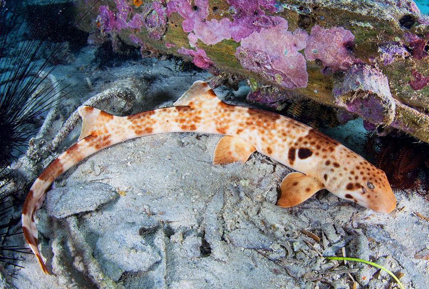 A walking Epaulette Shark (Hemiscyllium freycineti) crawls across the seafloor in Raja Ampat, Indonesia. While this shark isn't the newly discovered species, it is one of the nine separate but closely related species of shark that can all walk. (Getty Images/Ethan Daniels/Stocktrek Images)