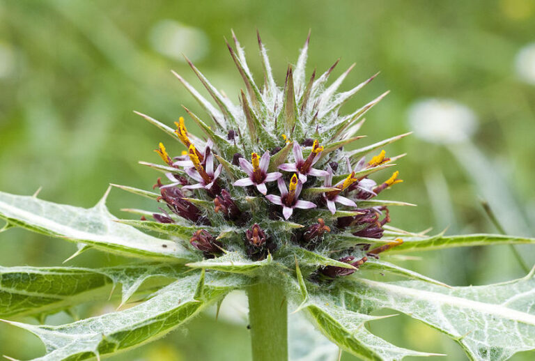 Flowers of Gundelia (Gundelia tournefortii) (Zeynel Cebeci / Wikimedia Commons, CC BY-SA )