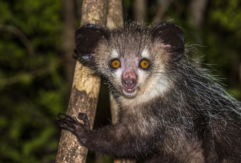 The Aye-aye. (javarman3/Getty Images)