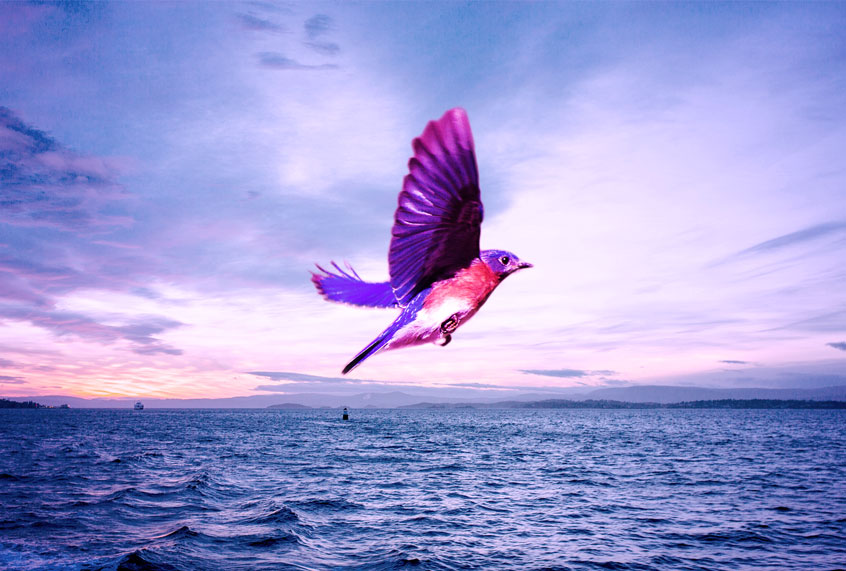 A small bird flying across the ocean (Getty Images/Salon)