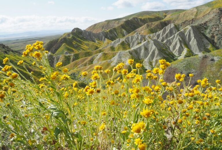 Wildflowers cover this hills of the Tremblor Range in Carrizo Plain National Monument near Taft, California during a wildflower "super bloom," April 12, 2017. (Robyn Beck/AFP via Getty Images)