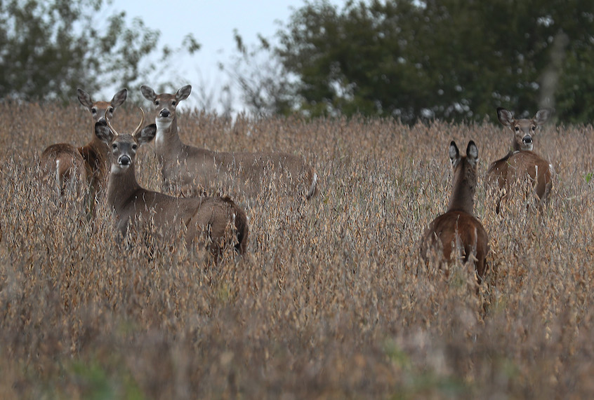Deer are seen in a field on October 10, 2019 in Winterset, Iowa. (Joe Raedle/Getty Images)