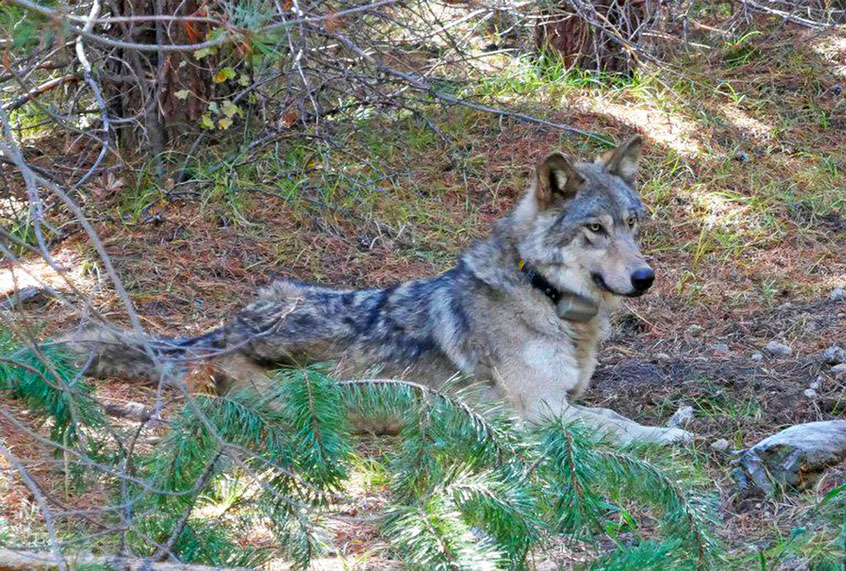 In this undated photo released by the U.S. Fish and Wildlife Service shows a dispersing wolf from the Oregon Pack OR-54, a descendent of the famous OR-7, the first wild wolf in California in nearly a century. The California Department of Fish and Wildlife says the 3- to 4-year-old female dubbed OR-54 was found on Wednesday, Feb. 5, 2020, in Shasta County, Calif. It's not clear yet whether she died by accident, naturally or was deliberately and illegally killed. (U.S. Fish and Wildlife Service/AP Photo)