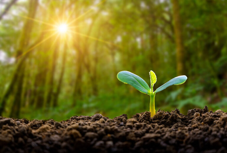 A tree sprouting in a forest (Getty Images)