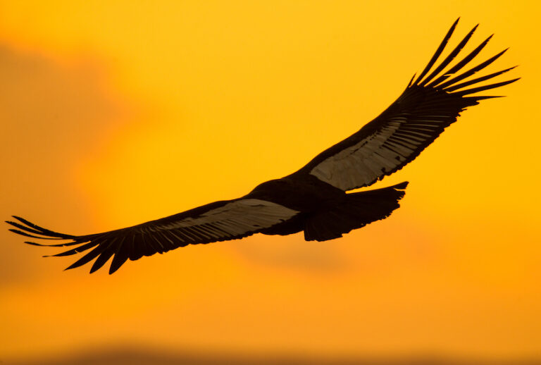 (Mario Tizon / Getty Images)