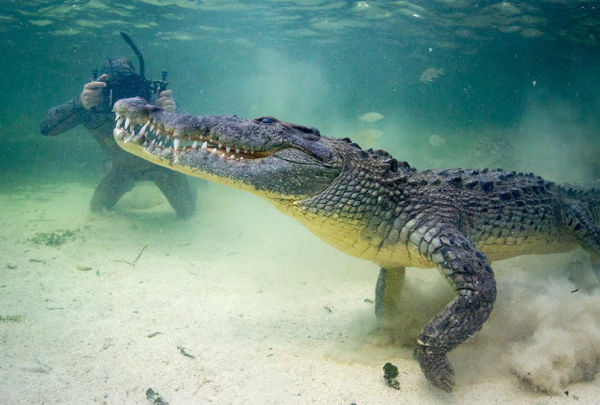 Forrest Galante films a crocodile in June 2016. (Mark Romanov & Forrest Galante / Barcroft Images / Getty Images)