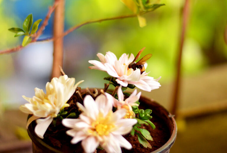 House plants in pots with a bee sitting inside one of the flowers (Getty Images/Shraddha Dharmameher/FOAP)