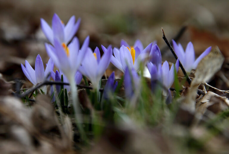 Crocuses bloom in the Arnold Arboretum on March 4, 2020, as the first signs of spring bloom in Boston's Jamaica Plain. (Jessica Rinaldi/The Boston Globe via Getty Images)