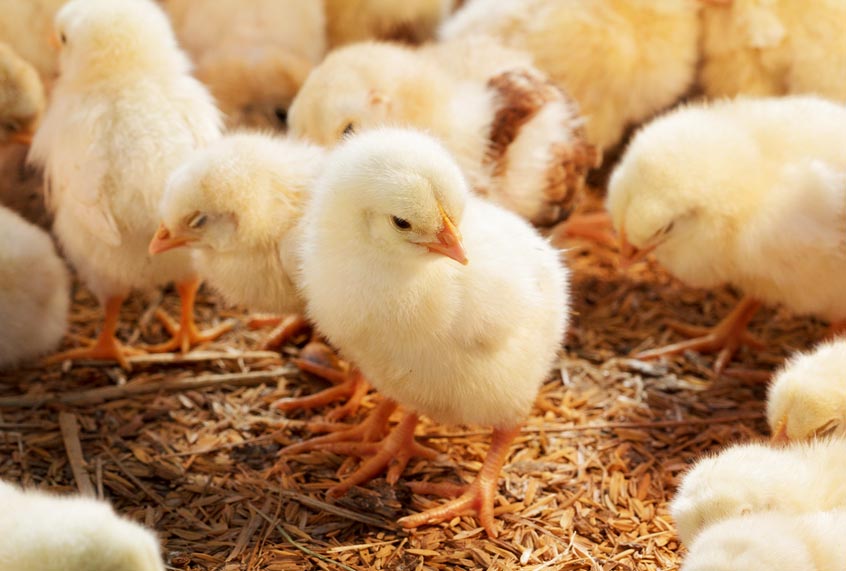 Baby chicken in poultry farm (Getty Images)