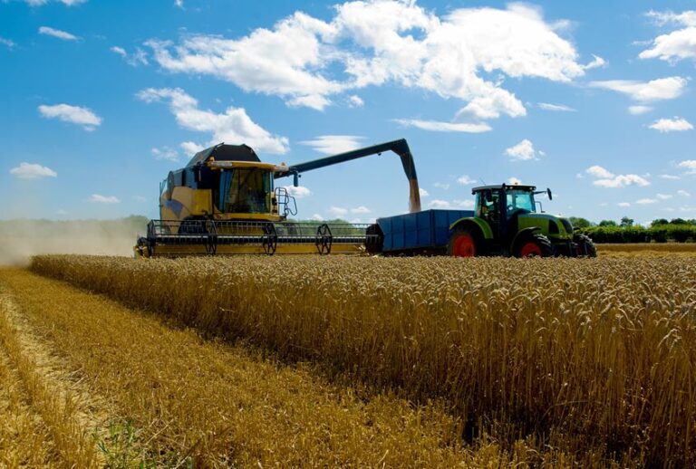 Thresher harvesting wheat (Getty Images)