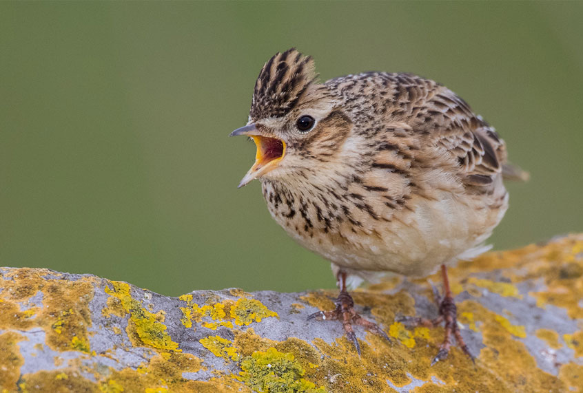 Skylark ( Gerhard Hofmann/EyeEm/ Getty Images)