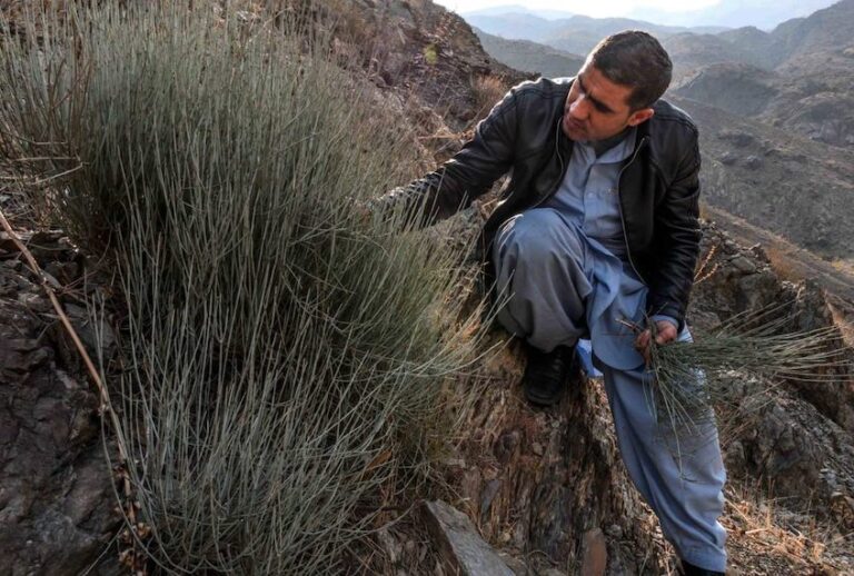 Muhammad Rehman Shirzad, a government forensic scientist, inspects an Ephedra sinica plant in the Surobi District in eastern Afghanistan. (Kern Hendricks/Undark)