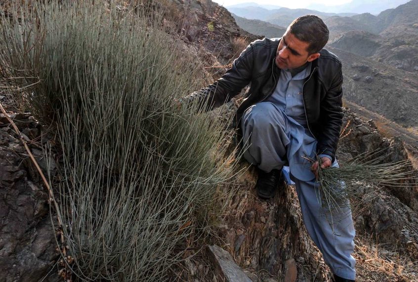 Muhammad Rehman Shirzad, a government forensic scientist, inspects an Ephedra sinica plant in the Surobi District in eastern Afghanistan. (Kern Hendricks/Undark)