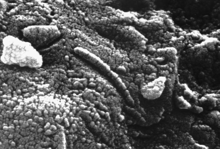 Photomicrograph Of Martian Meteorite Alh84001 (Getty Images)