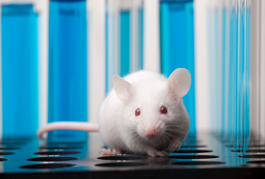 Laboratory mouse (Getty Images)