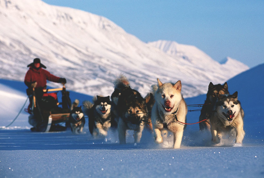 Sled dogs (Getty Images)