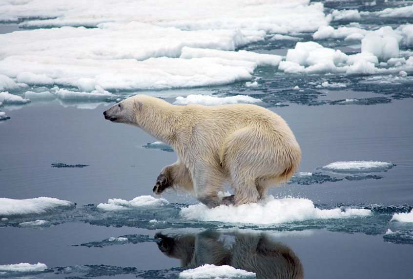 A large polar bear getting ready jump of a small piece of ice (Getty Images)