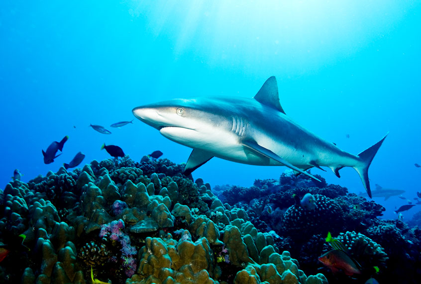 Gray Reef Shark