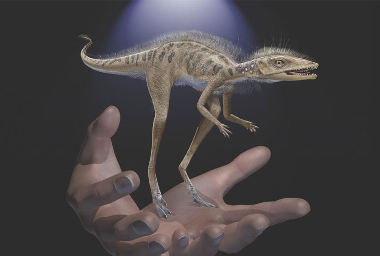 Life restoration of Kongonaphon kely, a newly described reptile near the ancestry of dinosaurs and pterosaurs, shown to scale with human hands. The fossils of Kongonaphon were found in Triassic (~237 million years ago) rocks in southwestern Madagascar and demonstrate the existence of remarkably small animals along the dinosaurian stem (Frank Ippolito/American Museum of Natural History)