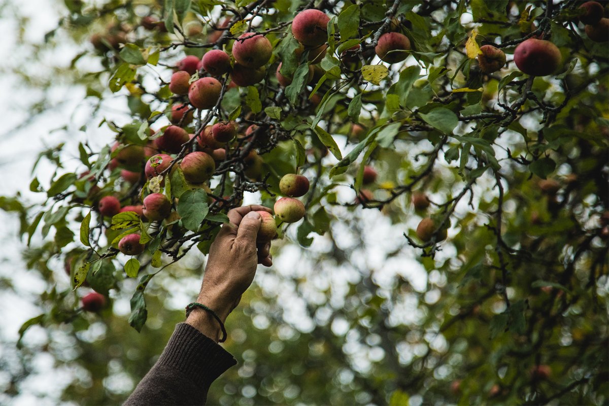 (Photo courtesy of South Hill Cider)