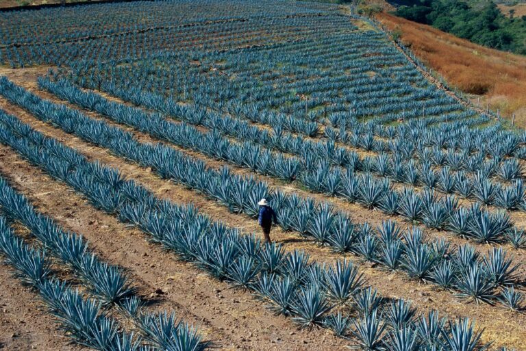 Man walking through agave fields in the town of Tequila, near Guadalajara, Jalisco State, Mexico. (Getty Images)