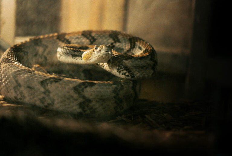 Alabama Snake (HBO)