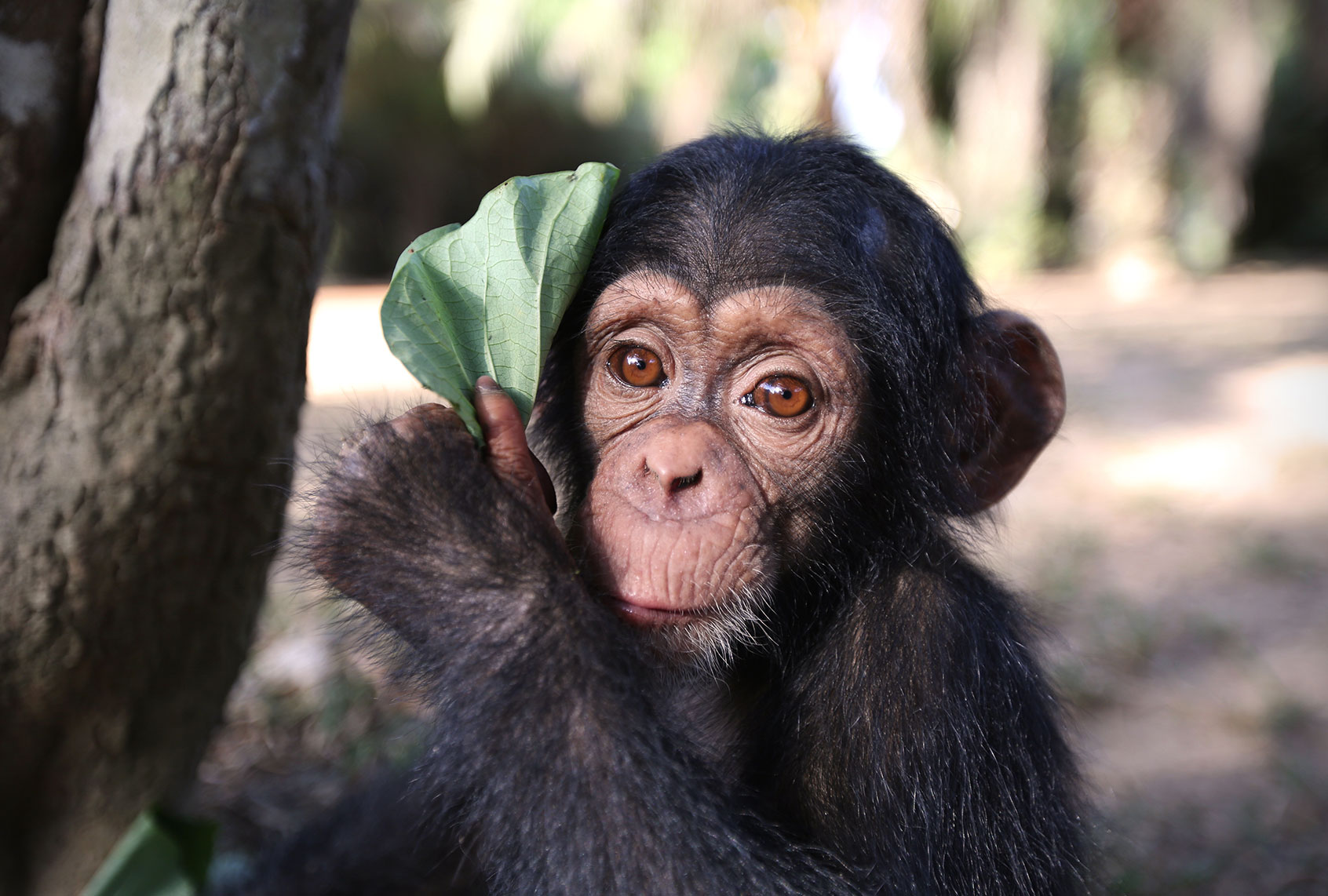 Baby Chimp Rescue (AMC)