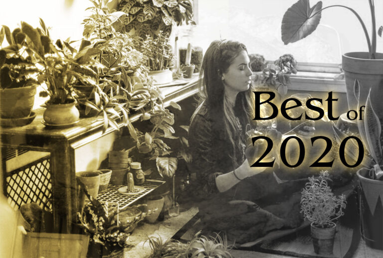 House Plants (Photo illustration by Salon/Getty Images)