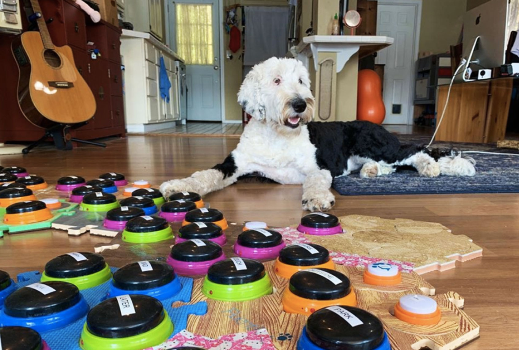 Bunny the talking Dog (Instagram/@what_about_bunny)
