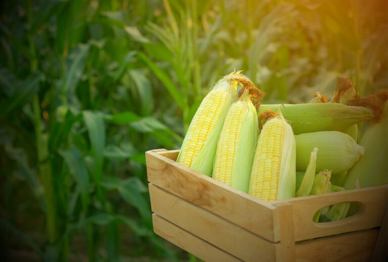 Corn (Getty Images)