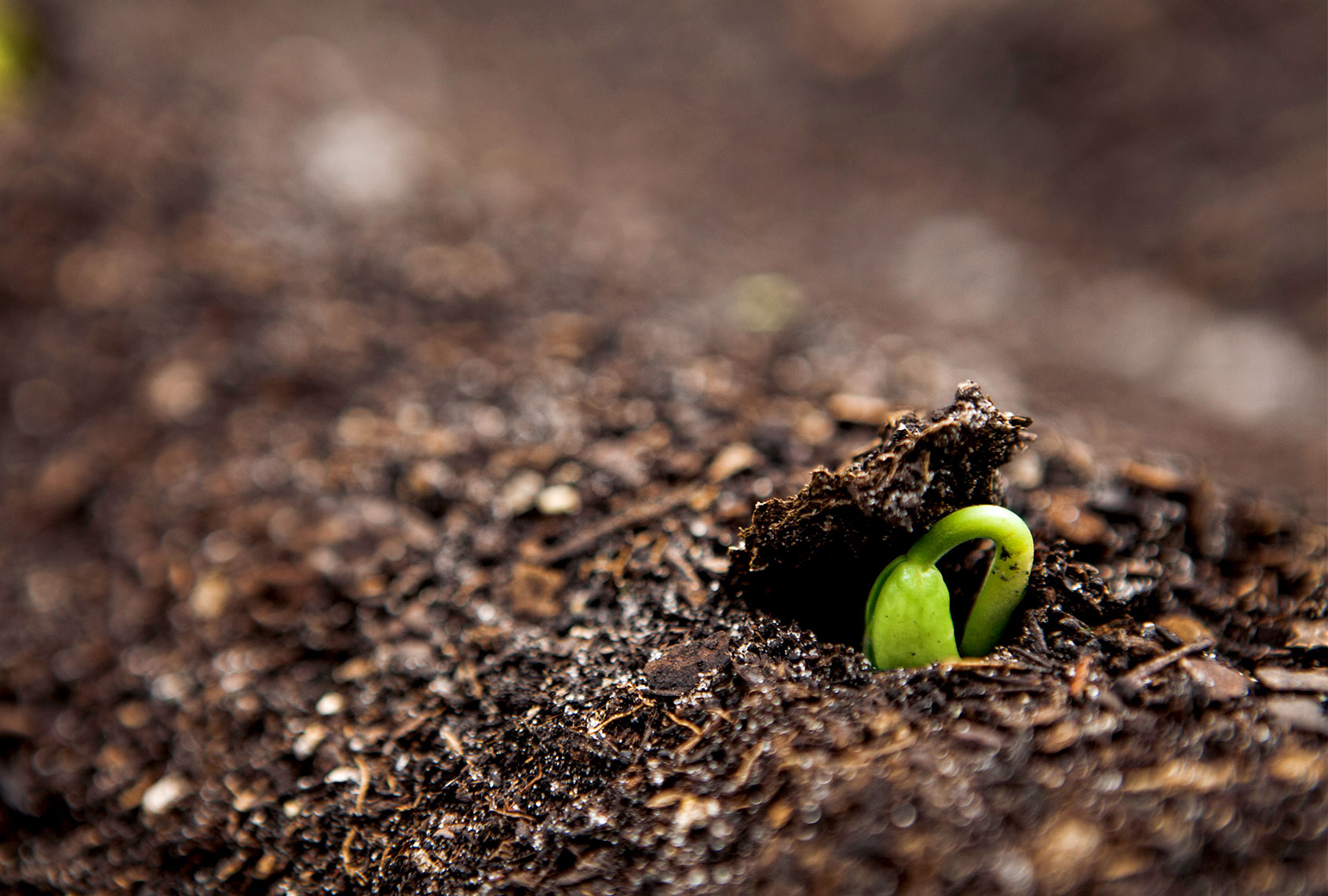 Close up of seedling growing in dirt (Getty Images)