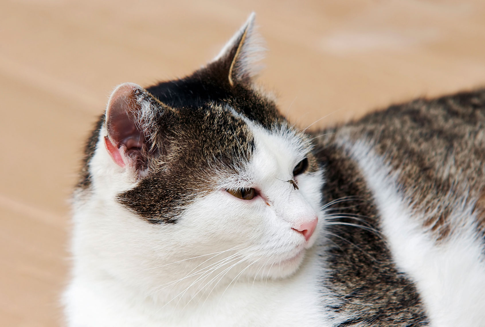 Mosquito on the nose of cat (Getty Images)