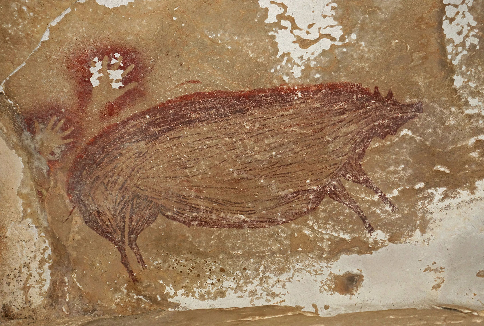 The depiction of the animal on an Indonesian island is at least 45,500 years old, the researchers say. (Maxime Aubert)