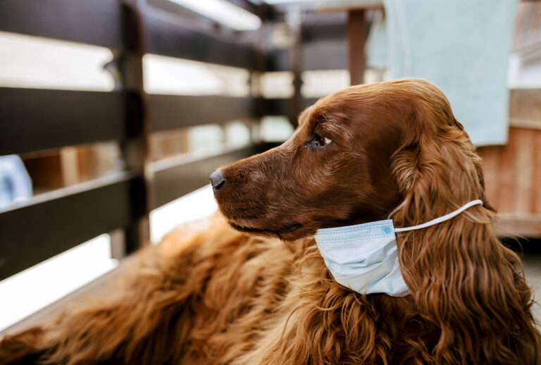 Dog with a protective mask on his face (Getty Images)