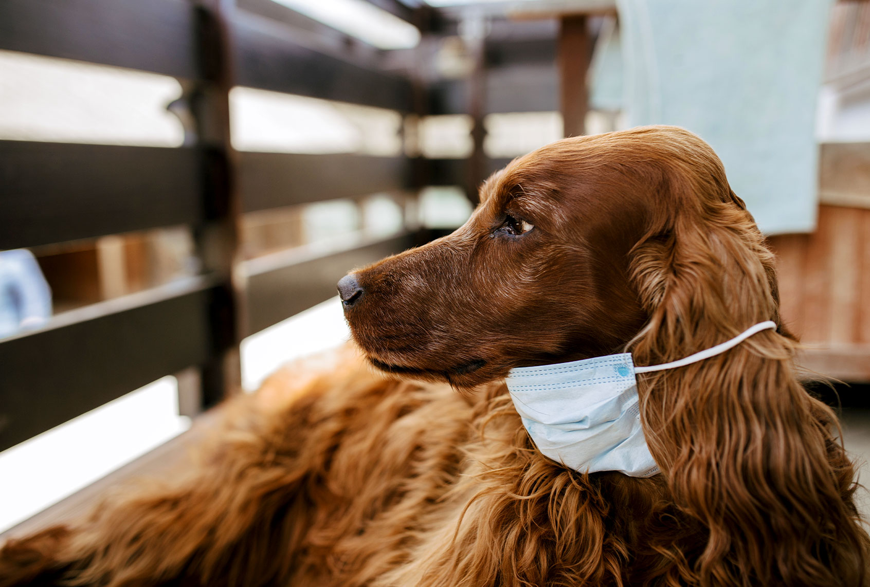 Dog with a protective mask on his face (Getty Images)