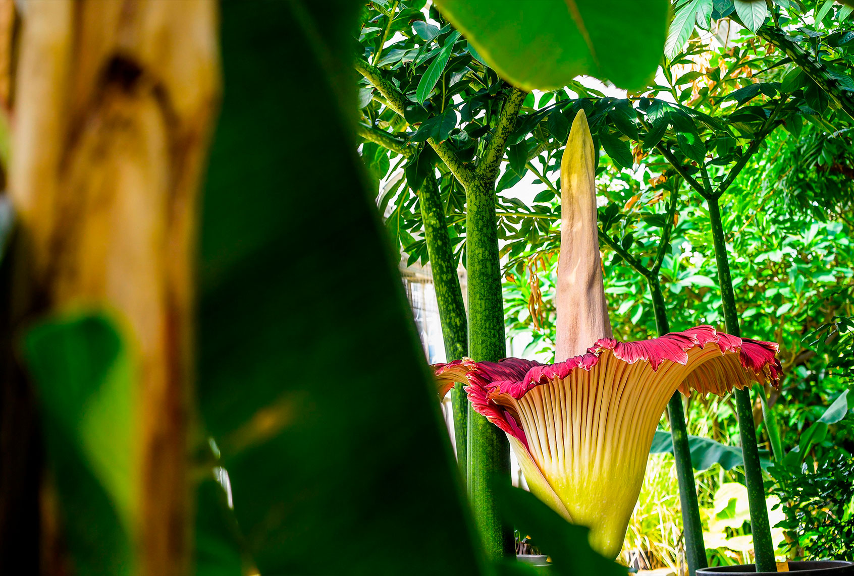 A picture taken on May 14, 2020 shows a Titan Arum flower that flourished the day before at the Belgian National Botanic Gardens in Meise. - The Titan Arum is the biggest flower on earth and it takes several years for the plant to make one single flower blossom. Particular to the flower is its strong, bad smell. (LAURIE DIEFFEMBACQ/BELGA/AFP via Getty Images)