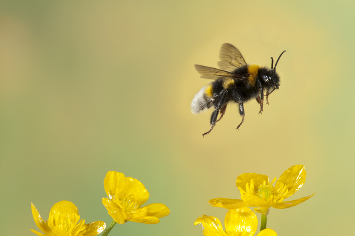 Bumble Bee, Bombus Hortorum, in flight, free flying over yellow buttercup flowers (Getty)
