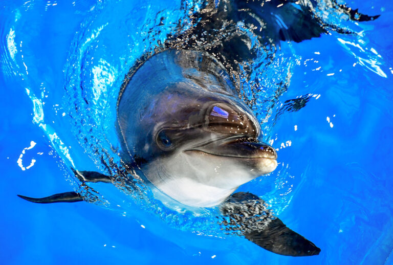 A Black Sea common bottlenose dolphin is seen during an open training session in the dolphinarium at the Okean medical centre. The Okean medical centre has a wide range of health resort facilities, including mud baths, a physiotherapy department, a hydrotherapy department, a seawater pool, a gym, healthy meals, and hotel accommodation. At the beginning of 2021, the dolphinarium started to offer a new service, dolphin therapy, that includes a programme of correction and rehabilitation. (Yuri SmityukTASS via Getty Images)