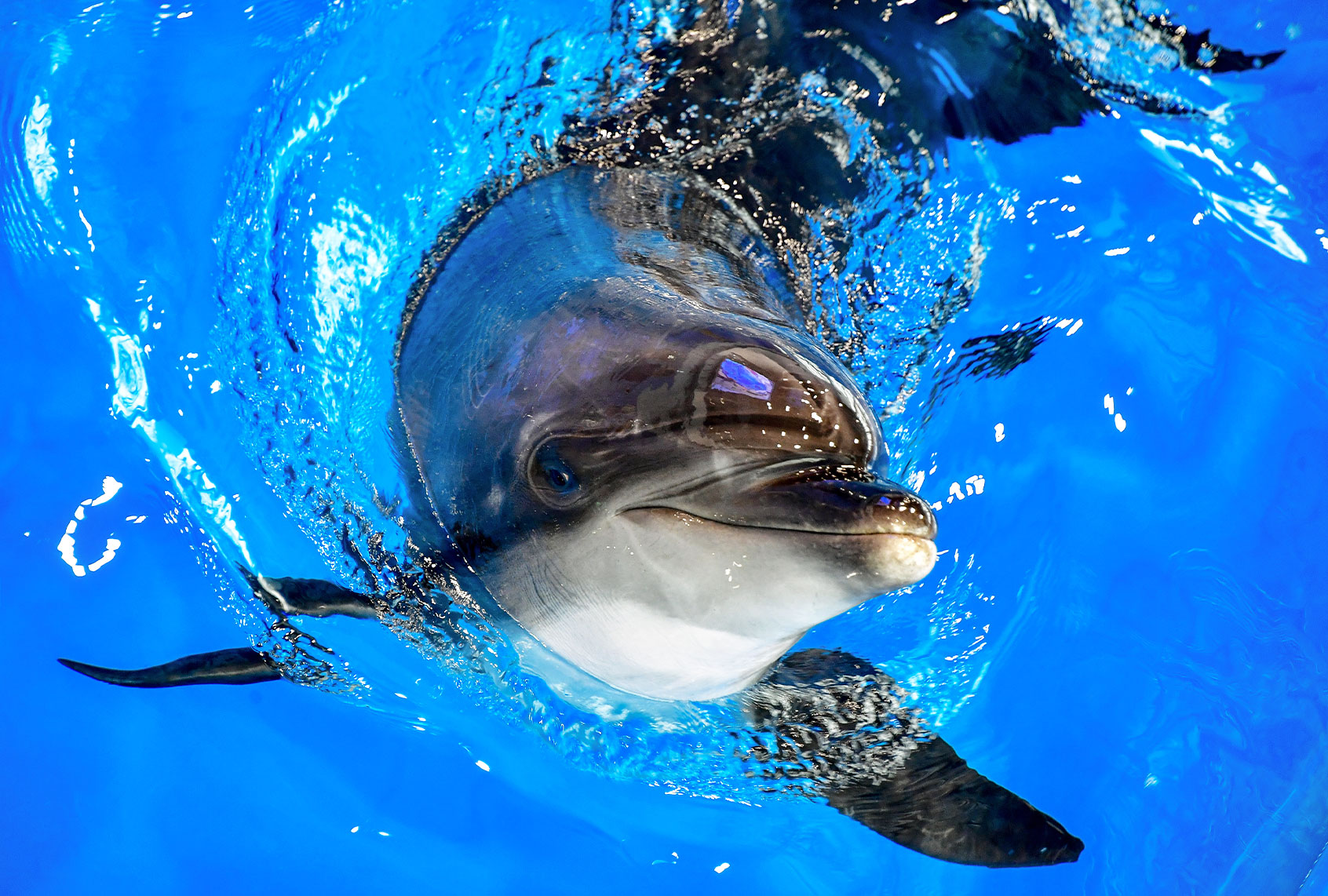 A Black Sea common bottlenose dolphin is seen during an open training session in the dolphinarium at the Okean medical centre. The Okean medical centre has a wide range of health resort facilities, including mud baths, a physiotherapy department, a hydrotherapy department, a seawater pool, a gym, healthy meals, and hotel accommodation. At the beginning of 2021, the dolphinarium started to offer a new service, dolphin therapy, that includes a programme of correction and rehabilitation. (Yuri SmityukTASS via Getty Images)