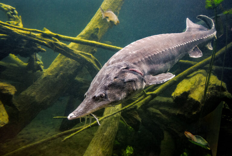 Large beluga sturgeon in lake (Getty Images)