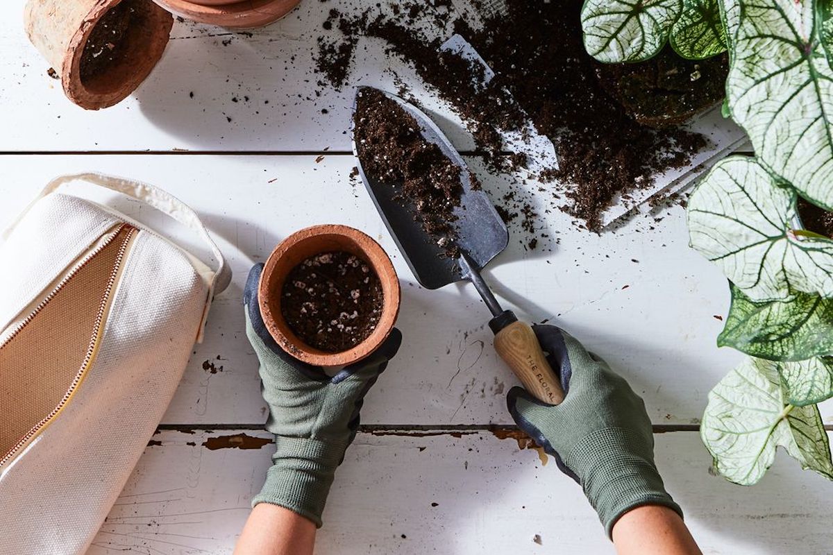 (Julia Gartland / Food52)