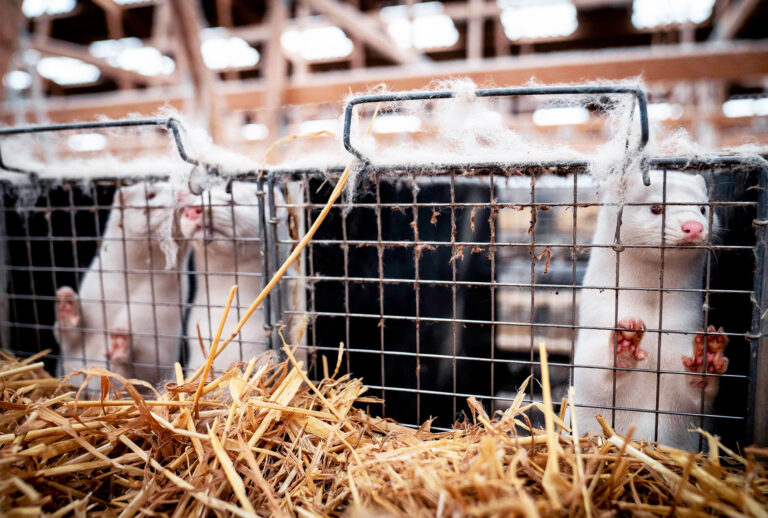 Mink look out from their cage at the farm of Henrik Nordgaard Hansen and Ann-Mona Kulsoe Larsen as they have to kill off their herd, which consists of 3000 mother mink and their cubs on their farm near Naestved, Denmark, on November 6, 2020 (MADS CLAUS RASMUSSEN/Ritzau Scanpix/AFP via Getty Images)