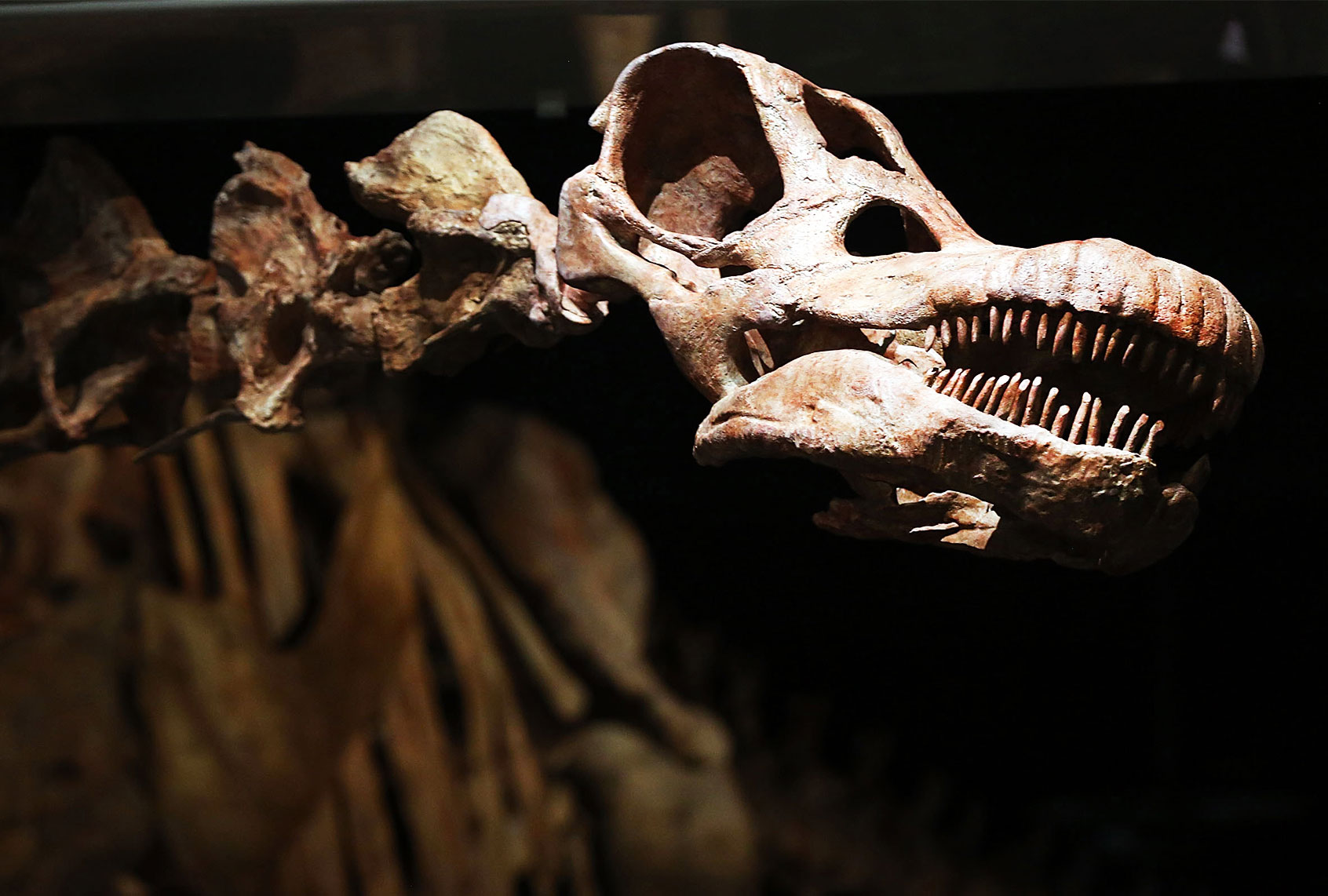 A replica of one of the largest dinosaurs ever discovered, the Titanosaur, is unveiled at the American Museum of Natural History on January 14, 2016 in New York City. (Spencer Platt/Getty Images)