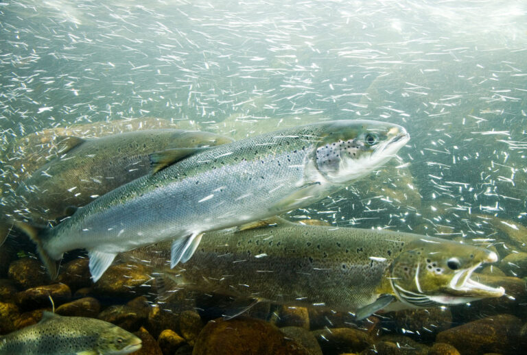 Atlantic Salmons in a river (Getty Images)